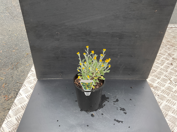 the plant broker
