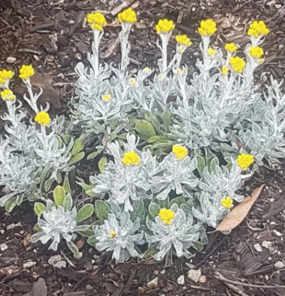 Chrysocephalum apiculatum Bridgewater Bay