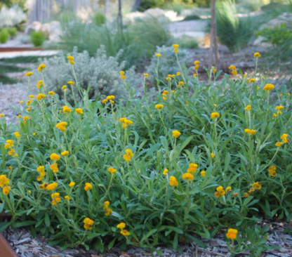 Chrysocephalum apiculatum (syn. Helichrysum)