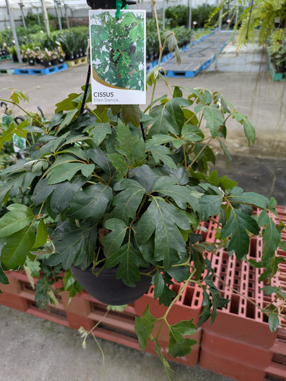 Cissus rhombifolia Ellen Danica