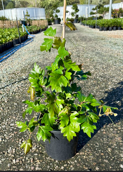 Cissus rhombifolia Ellen Danica
