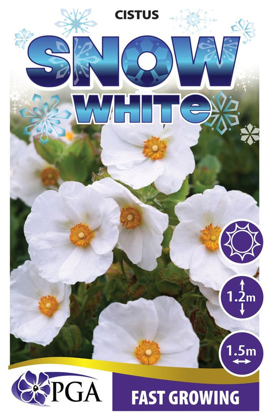 Cistus ‘Snow White’