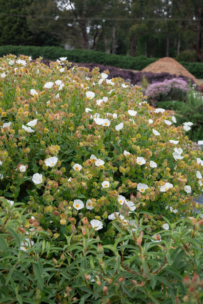 Cistus ‘Snow White’