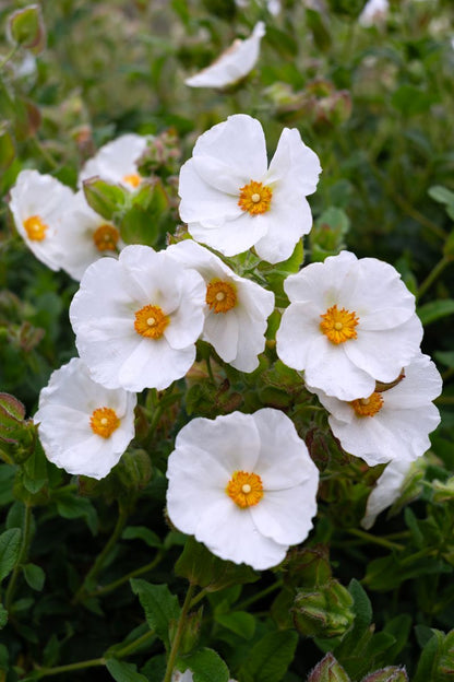 Cistus ‘Snow White’