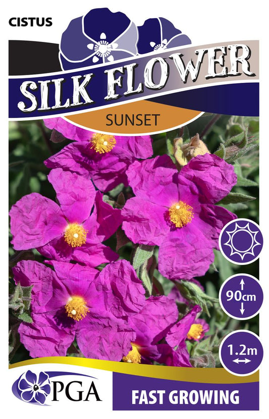 Cistus ‘Sunset’