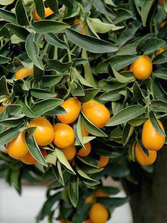 Citrus - Kumquat Nagami