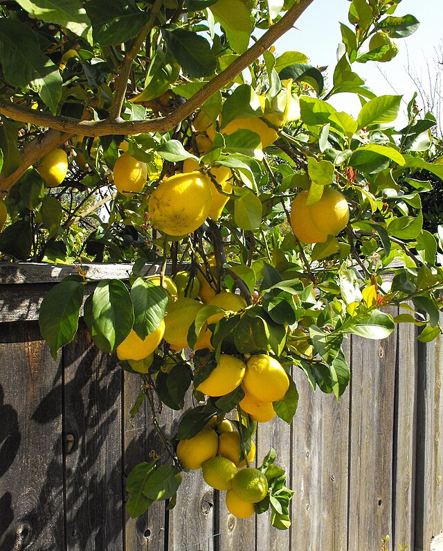 Citrus - Lemon Eureka
