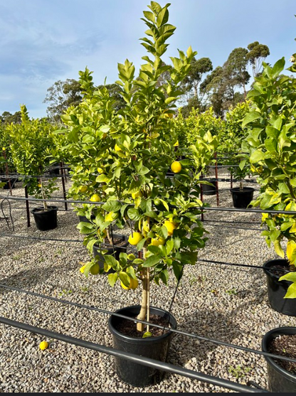 Citrus - Lemon Eureka
