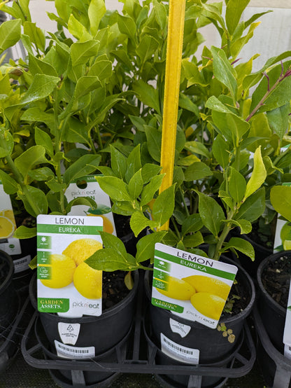 Citrus - Lemon Eureka
