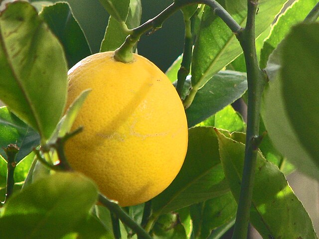 Citrus - Lemon Meyer
