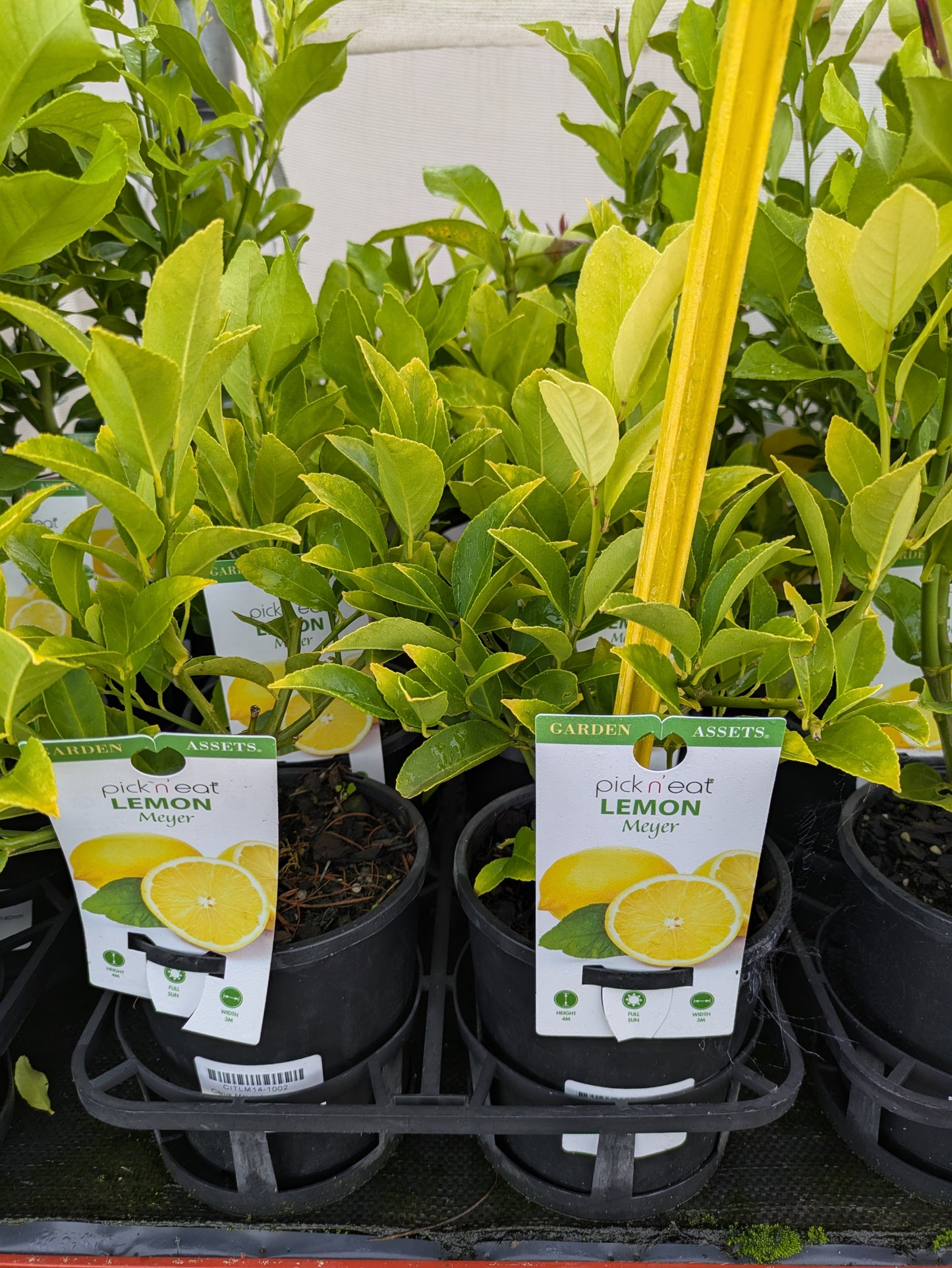 Citrus - Lemon Meyer