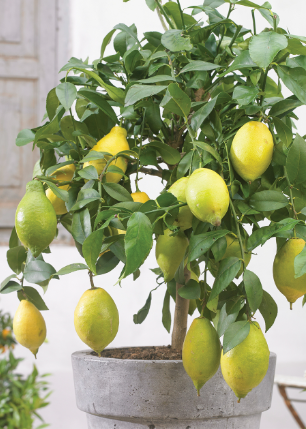 Citrus - Lemon (CPN1) LOTS A LEMONS