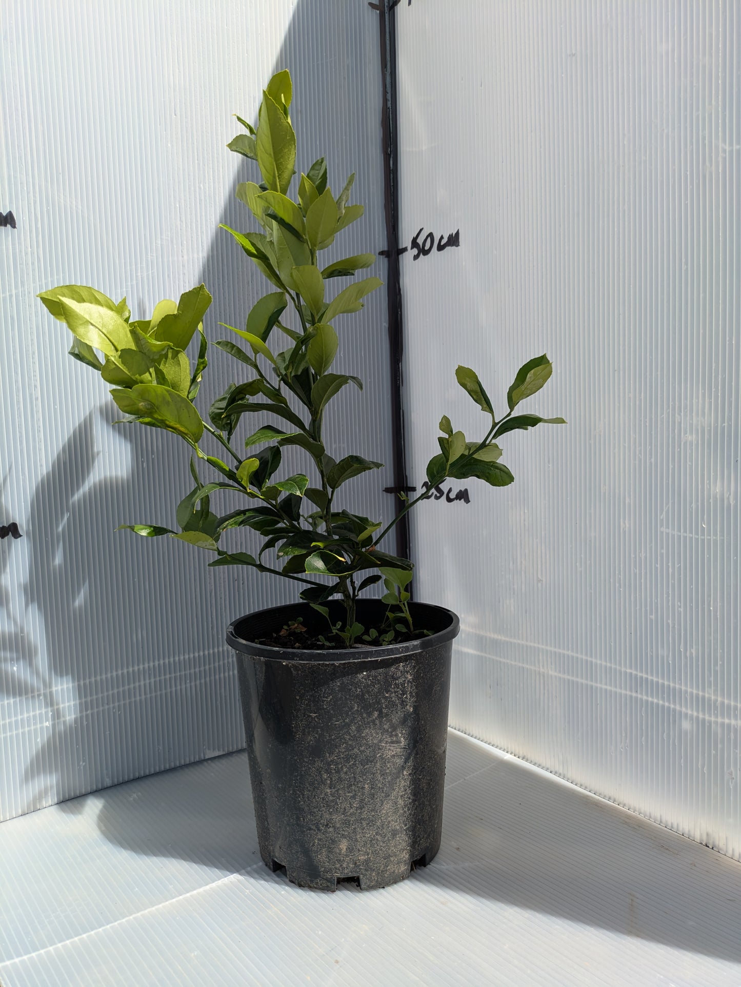 Citrus - Lemon (CPN1) LOTS A LEMONS