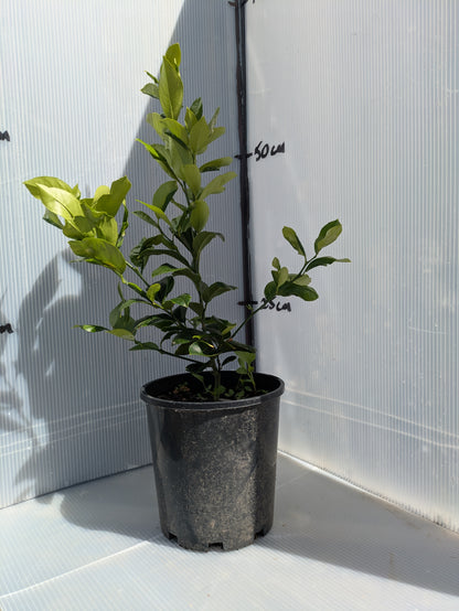 Citrus - Lemon (CPN1) LOTS A LEMONS