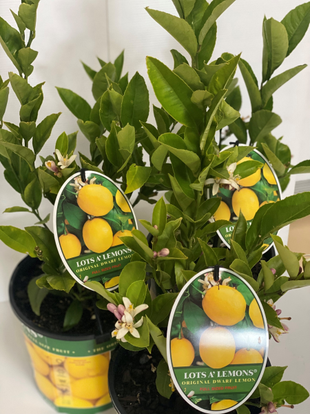 Citrus - Lemon (CPN1) LOTS A LEMONS