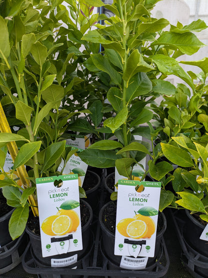 Citrus - Lemon 'Lisbon'