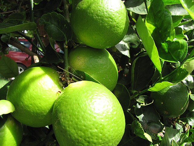 Citrus - Lime Tahitian