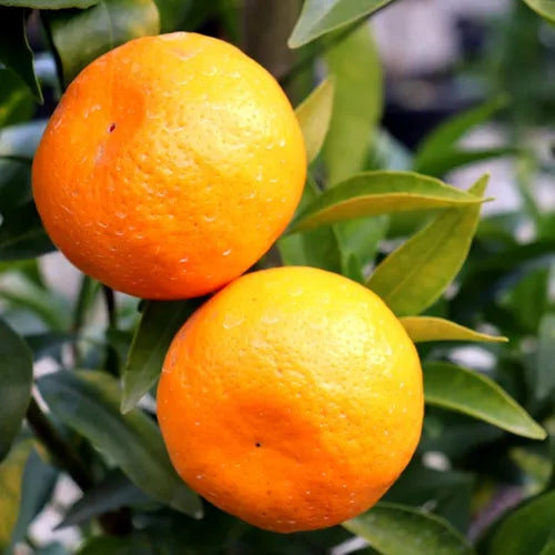 Citrus - Mandarin 'Emperor'