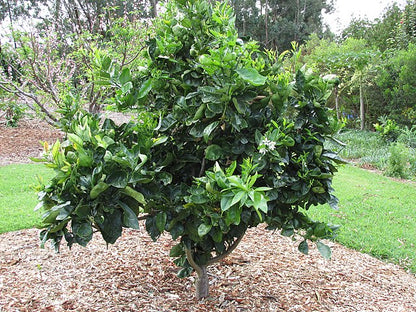 Citrus - Orange Washington Navel