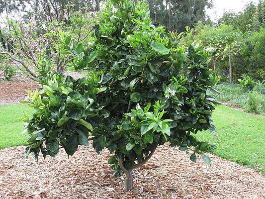 Citrus - Orange Washington Navel