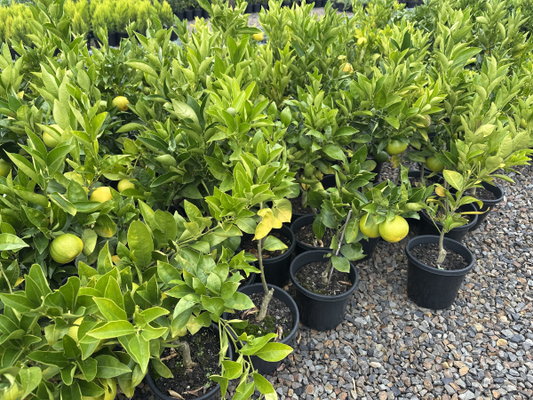 Citrus - Orange Washington Navel Dwarf