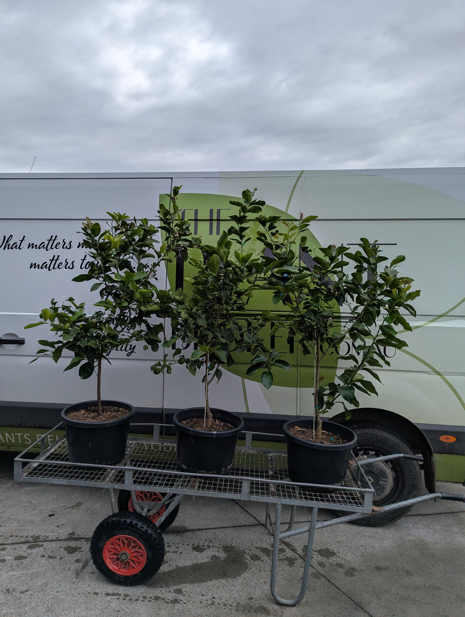 the plant broker