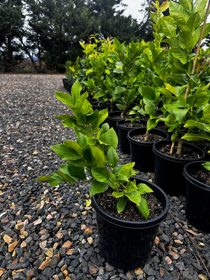 Citrus - Lemon Eureka Dwarf