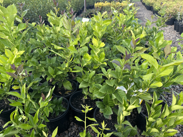 Citrus - Lemon Eureka Dwarf