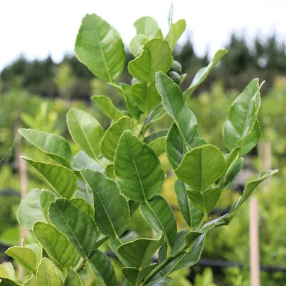 Citrus hystrix Lime 'Thai' (Kaffir Lime)