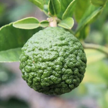 Citrus hystrix Lime 'Thai' (Kaffir Lime)