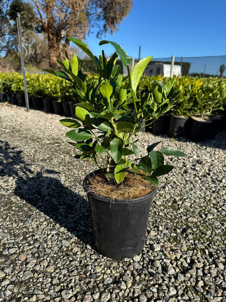 Citrus latifolia Lime Courtyard