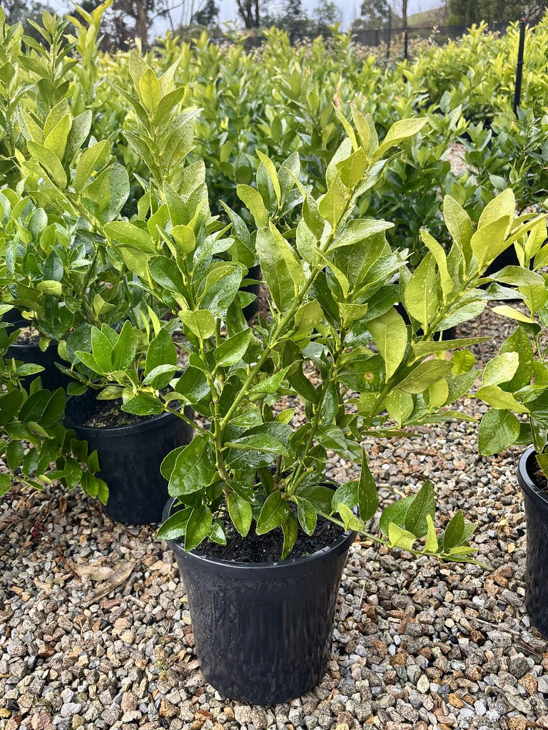 Citrus latifolia Lime Courtyard