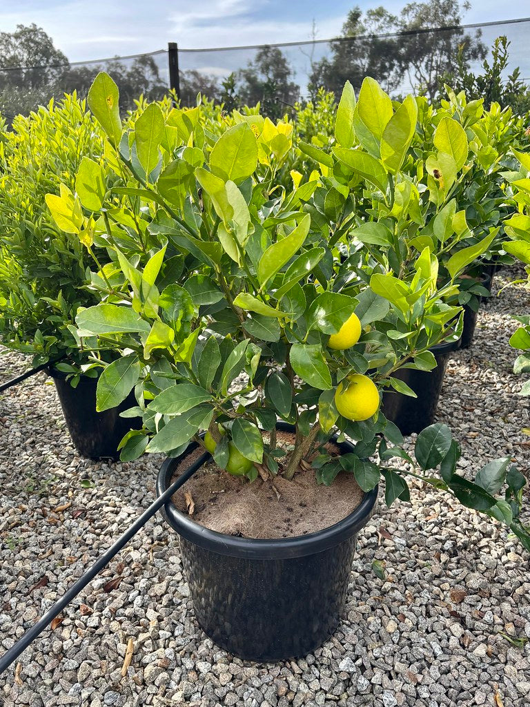 Citrus latifolia Lime Courtyard