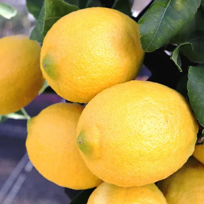 Citrus limon 'Lemonade'