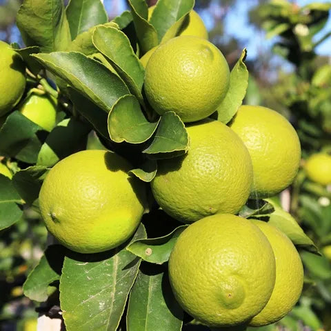Citrus limon 'Lemonade'