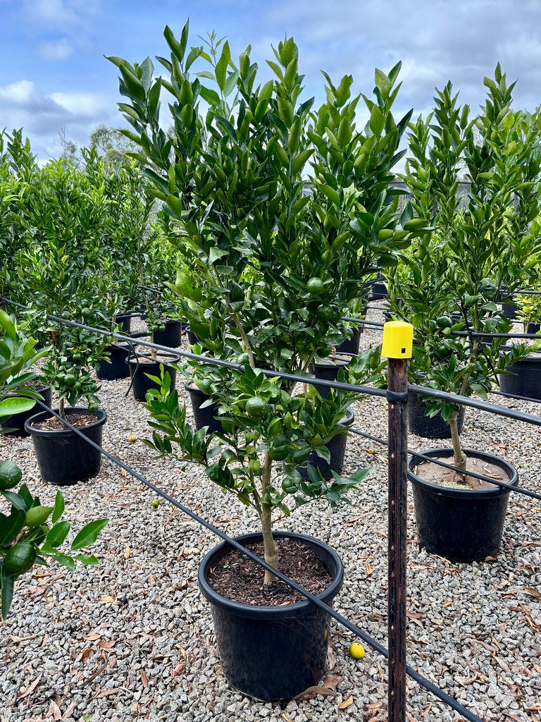 Citrus - Mandarin 'Emperor'
