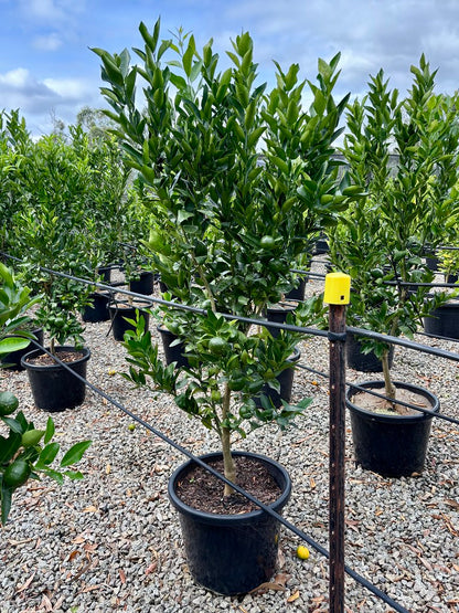 Citrus - Mandarin 'Emperor'