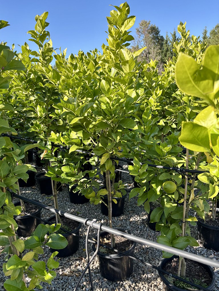 Citrus - Lemon 'Lisbon'
