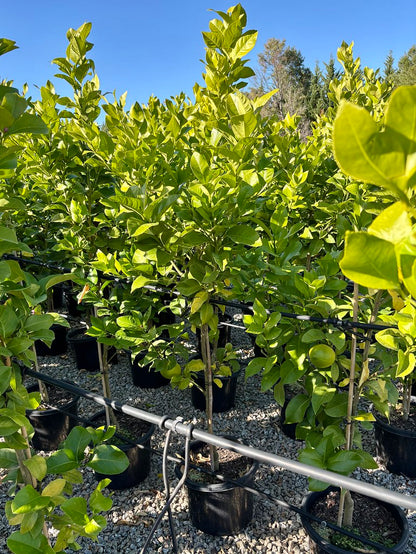 Citrus - Lemon 'Lisbon'