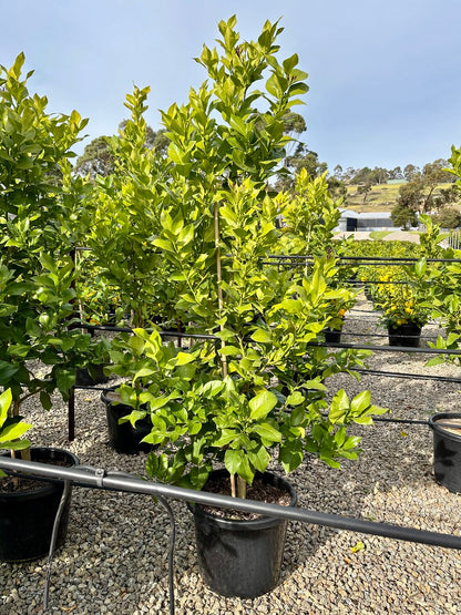 Citrus - Lemon 'Lisbon'