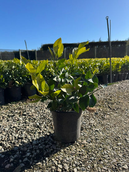 Citrus x meyeri 'Lemonicious' pbr