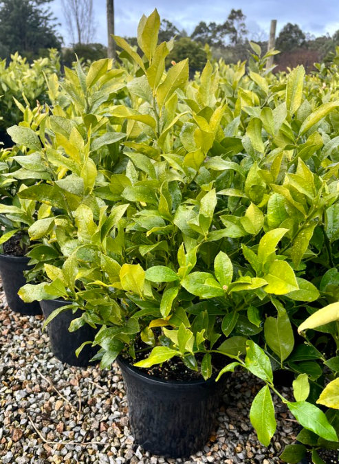 the plant broker