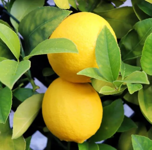 Citrus x meyeri 'Lemonicious' pbr