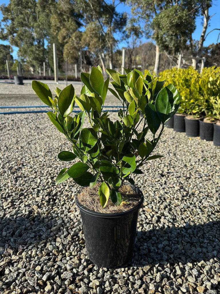 Citrus x microcarpa Cumquat Courtyard