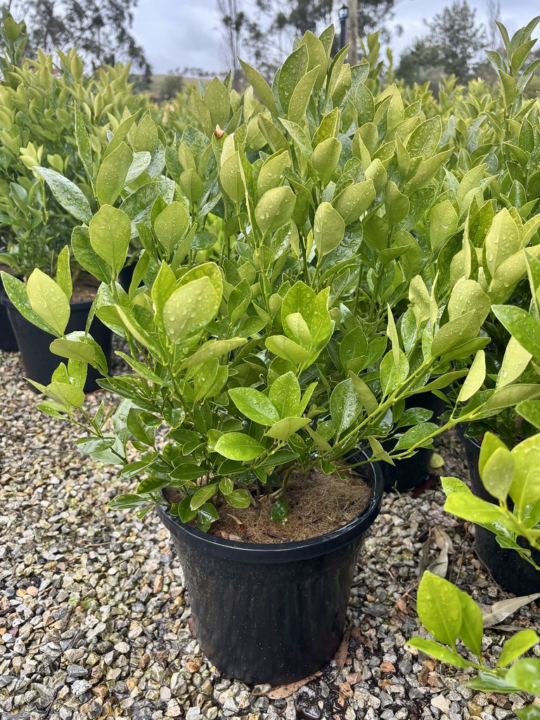 Citrus x microcarpa Cumquat Courtyard