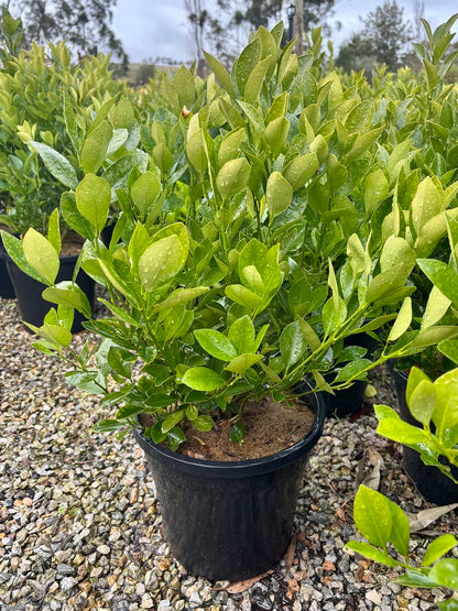Citrus x microcarpa Cumquat Courtyard
