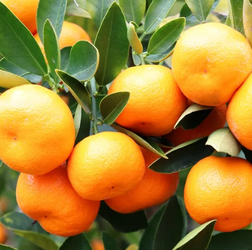 Citrus - Cumquat 'Calamondin'