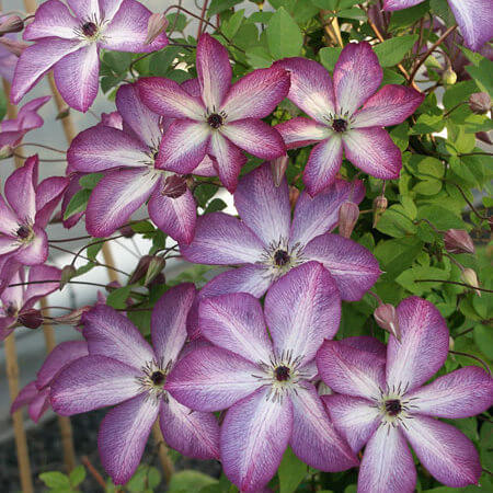 Clematis viticella Madam Julia Correvon