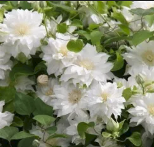 Clematis 'Arctic Queen'