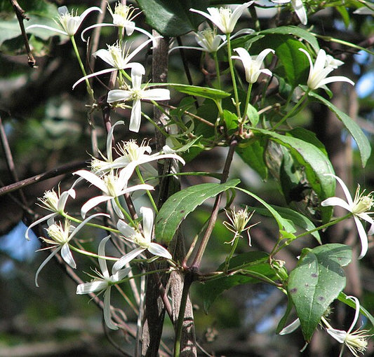 Clematis aristata